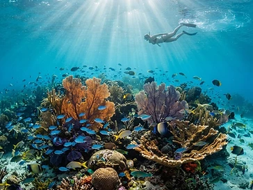 Arrecifes y snorkel