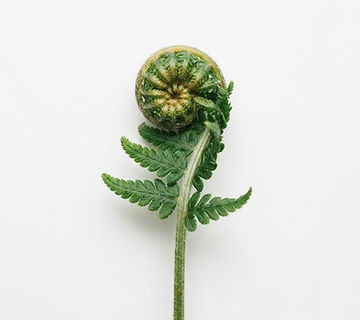 Close-up of a deep green fern frond unfurling