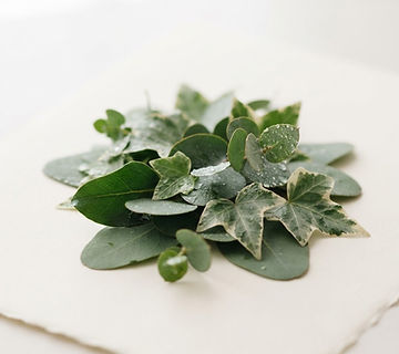 Eucalyptus and ivy leaves with dewdrops on an ivory surface