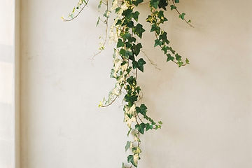 Trailing ivy growing down a pale plaster wall
