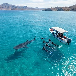 Avistamiento del tiburón ballena en la bahía