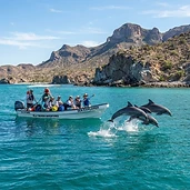 Tour Bahía de Kino: Isla Tiburón y avistamiento de delfines