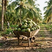Coco fresco de Paraíso
