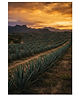 Tequila — extra añejo, sélection coup de cœur