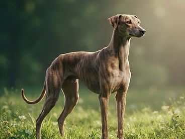 Mudhol Hound