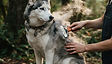 Conditioning Coat Treatment