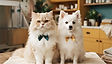 Full Groom Package
