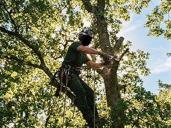 Baum- & Heckenschnitt
