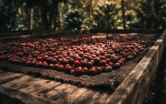How Coffee Is Grown, Harvested and Processed