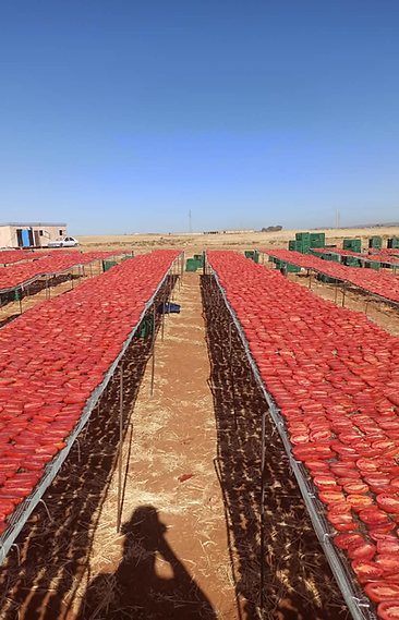 Tomato slices drying on raised racks in the open air