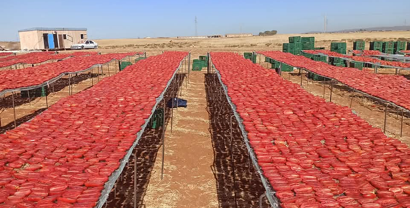 Tomato slices drying on raised racks in the open air