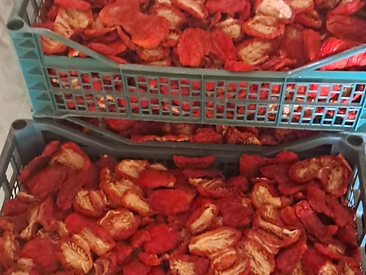 Dried tomatoes collected in crates