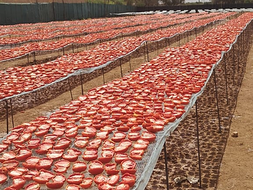 Long rows of drying racks stretching across the field