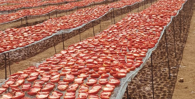 Long rows of drying racks stretching across the field