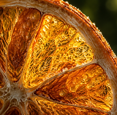 Macro view of a drying orange slice backlit by the sun