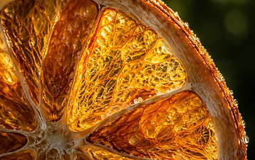 Macro view of a drying orange slice backlit by the sun