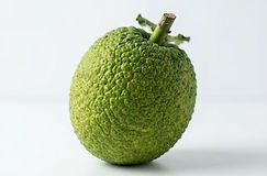 Breadfruit