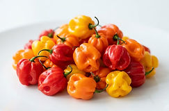 Scotch Bonnet Pepper