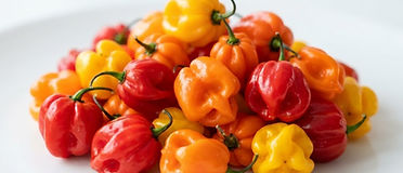 Scotch Bonnet Pepper