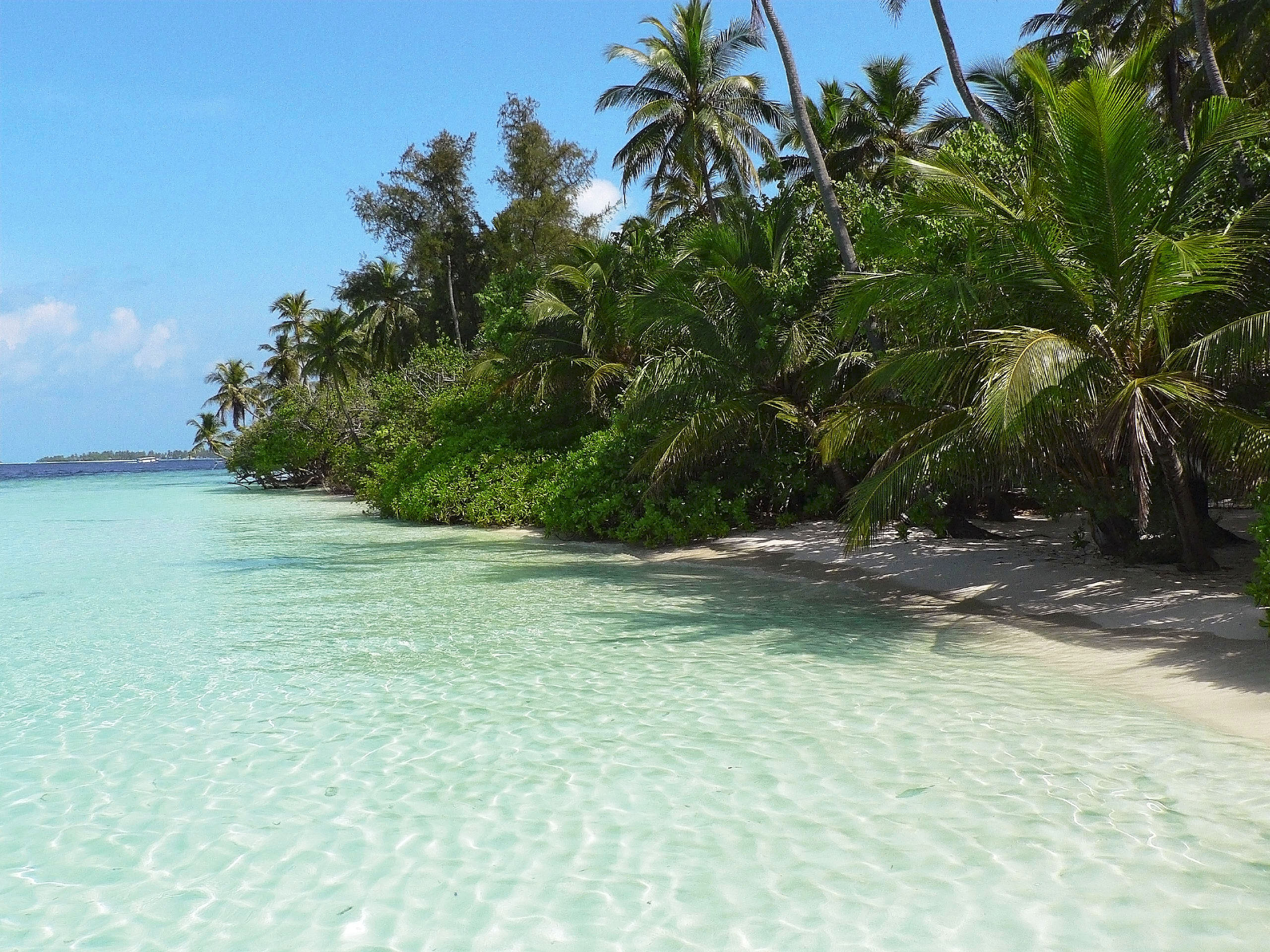Palmstrand vid turkost vatten