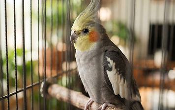 Making a Home for Your Small Parrot