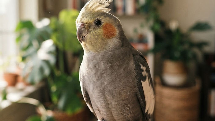Managing Cockatiel Dust and Bathing Needs