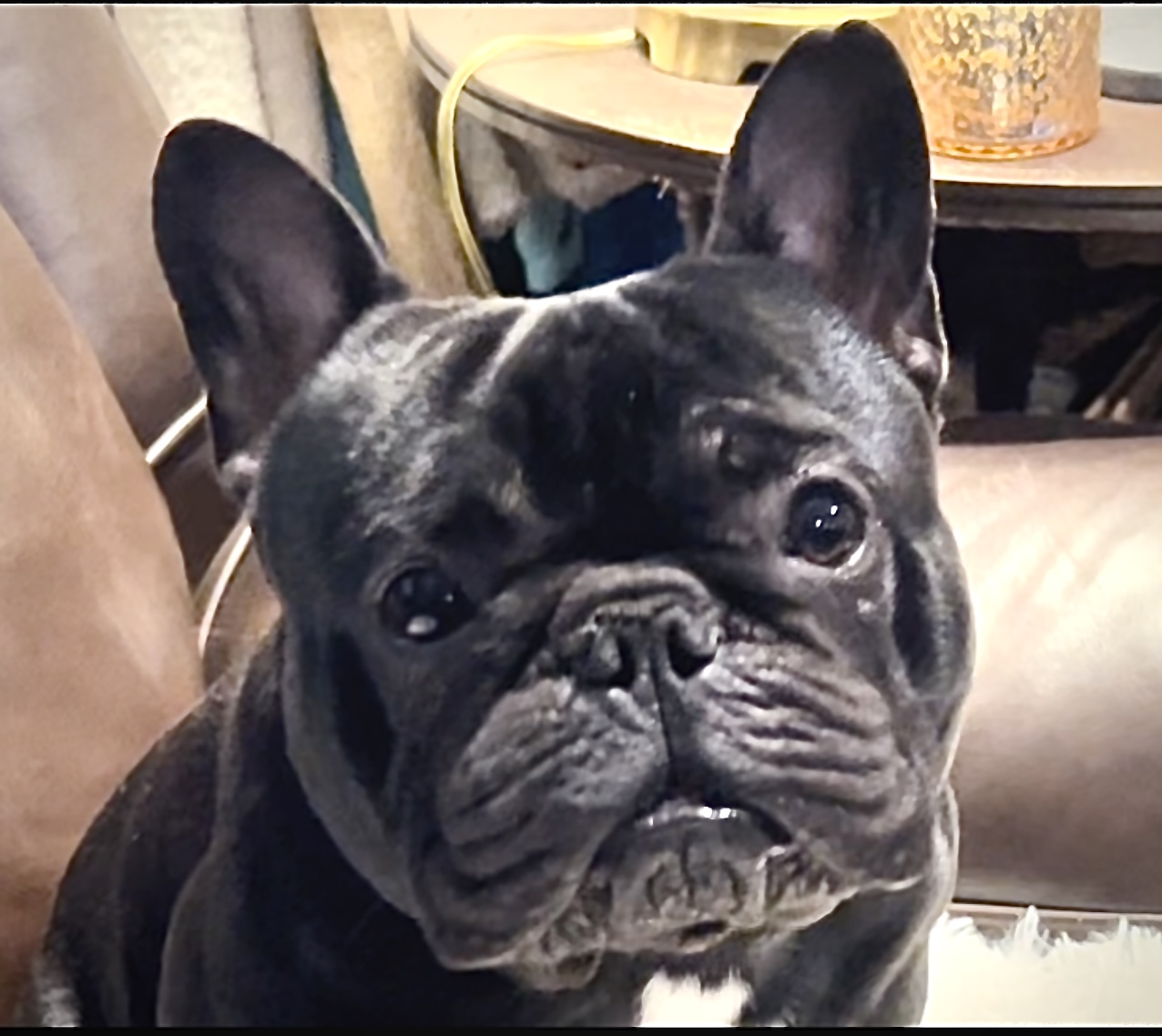Pretty boy Stitch