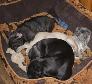 French Bulldogs Sleeping in Texas