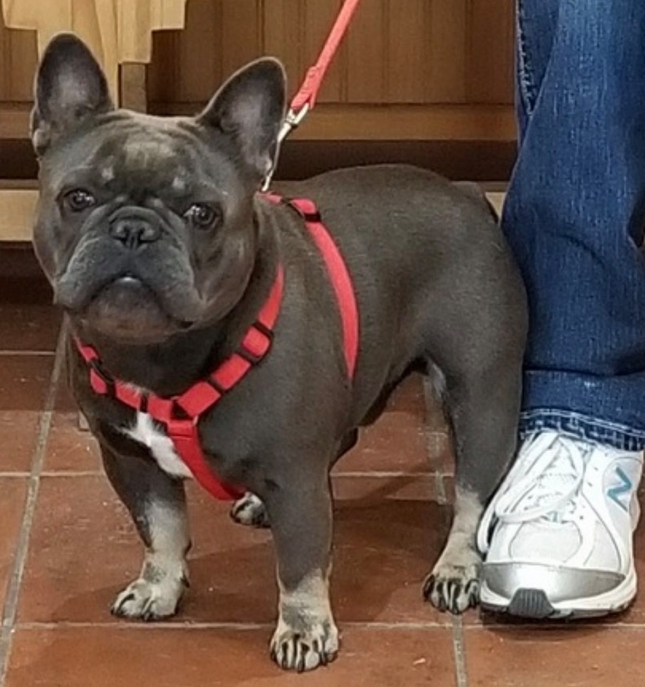 Dillon