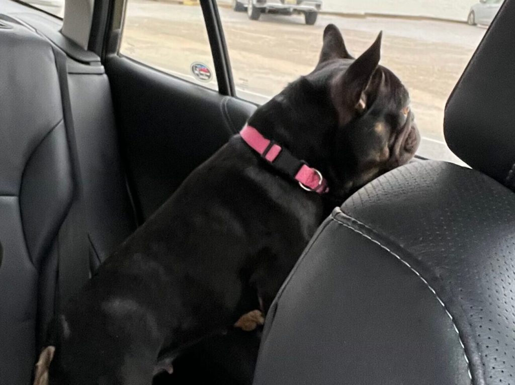 Loves car rides