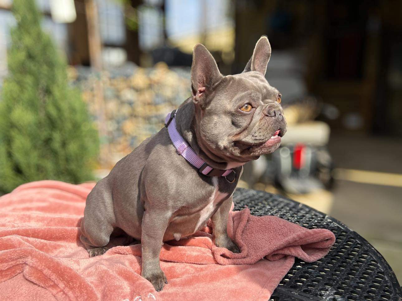 BEAUTIFUL Gracie