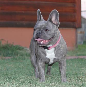 Maksie