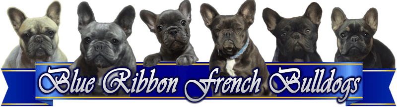 Blue Ribbon French Bulldogs
