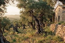 An old olive grove at Mas El Regalo near Ibi: ancient twisted olive trees with silver-green leaves on reddish earth, wild fennel between them and a dry-stone wall beside the pale stone house.