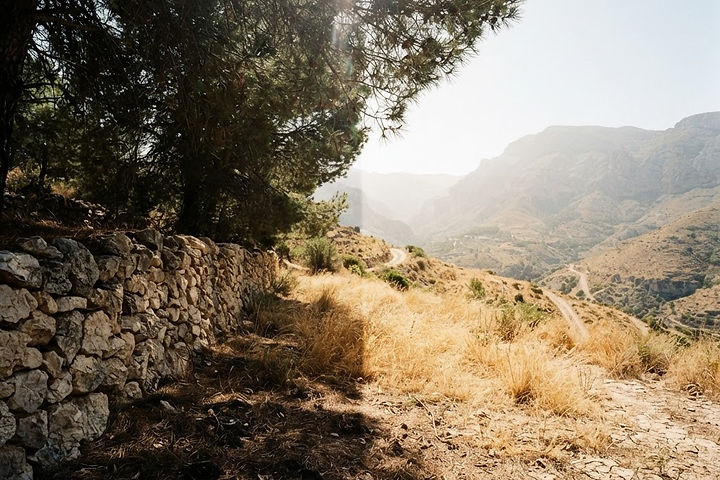 High summer at Mas El Regalo near Ibi: deep cool shade under Aleppo pines beside a pale dry-stone wall, bleached golden grass and heat haze over the valley beyond.