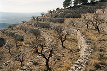 Old almond terraces at Mas El Regalo near Ibi held by pale dry-stone walls, bare almond trees in the quiet season, pines on the ridge and the hazy valley below.