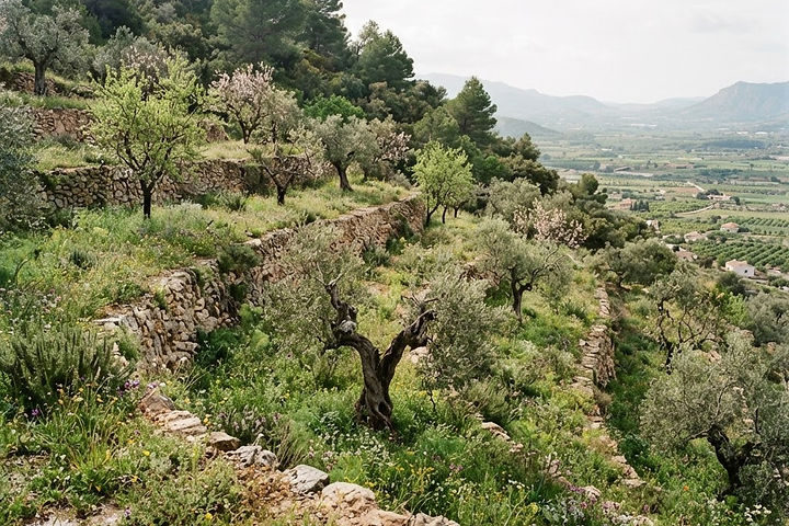 The hillside at Mas El Regalo near Ibi in early spring: fresh green grass and wild herbs between old olive trees and stone terrace walls, pines behind and the valley below.
