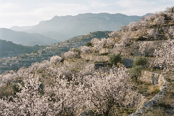 Almond trees in full white blossom on the stone terraces of Mas El Regalo near Ibi, Alicante, in late winter, with dry-stone walls and a hazy mountain ridge behind.