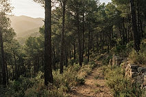 Dense Aleppo pine woodland on the upper hillside at Mas El Regalo near Ibi, Alicante: tall trunks, dappled light on an earth path and aromatic Mediterranean undergrowth.