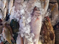 Frozen Seafood