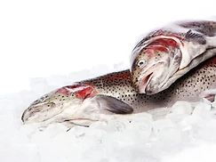 Frozen Fish