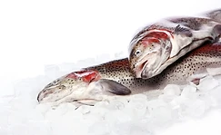 Kor Chi Lap (600g-2.0kg)