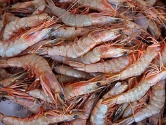 Frozen Prawn