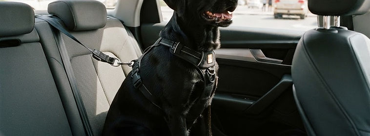 Dog harnessed on the back seat of a car in Dubai