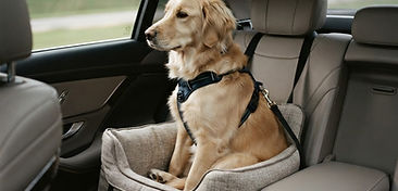 Pet Transport