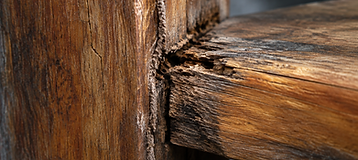 Macro detail of weathered hardwood showing surface checking and early moisture damage
