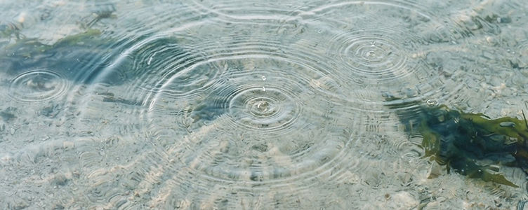 Ripples spreading across calm water