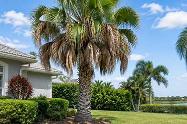 Palm & Tree Care