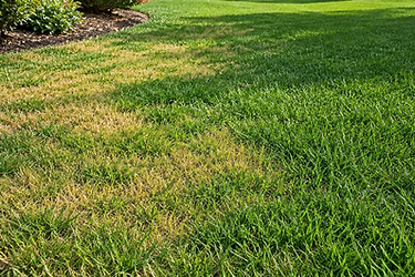 Yard Problems & Solutions
