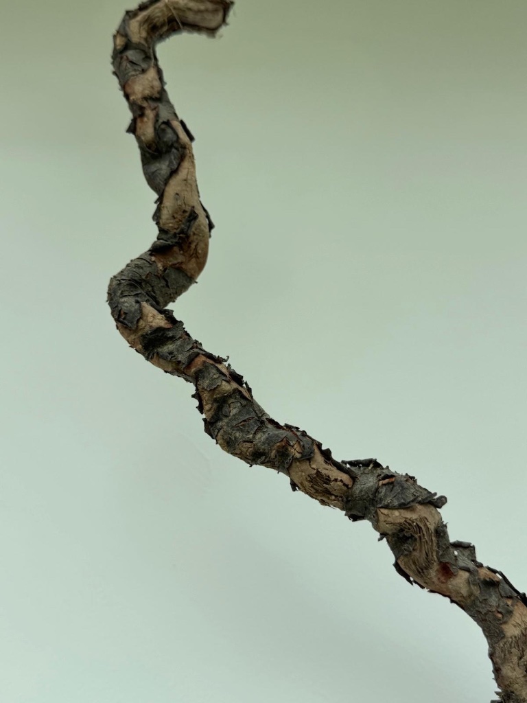 Twisted bark spiral | ספירלת קליפה מפותלת